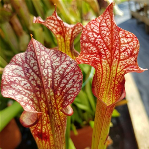 Sarracenia Hybrid H 95 Moorei 'Marston Mill'  1982a. Slack